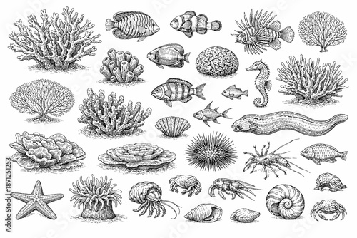 Detailed black and white illustrations of diverse marine life and coral species