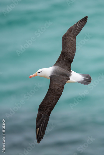 Black-browed albatross fly above the sea
