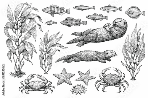 Intricate black and white illustration of marine life with sea otters, fish, crabs, and starfish