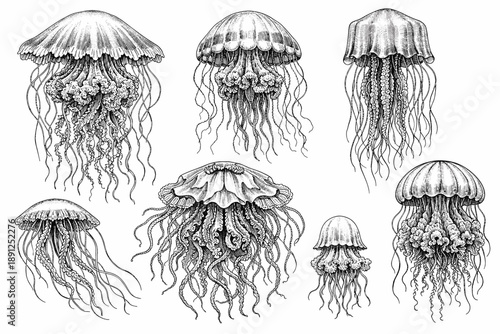 Detailed black and white illustrations of various jellyfish species
