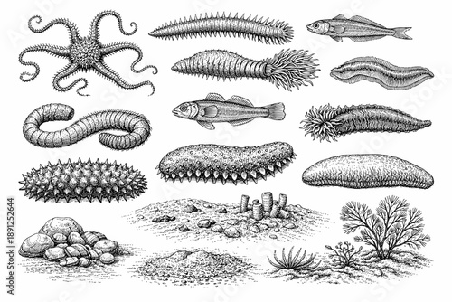 Detailed illustrations of marine life forms including fish, octopus, and sea plants
