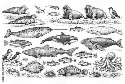 Detailed illustration of arctic marine life with seals, narwhals, and walruses