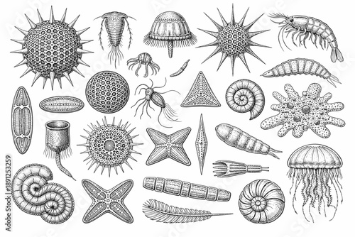 Detailed vintage sea creatures and microorganisms engraving