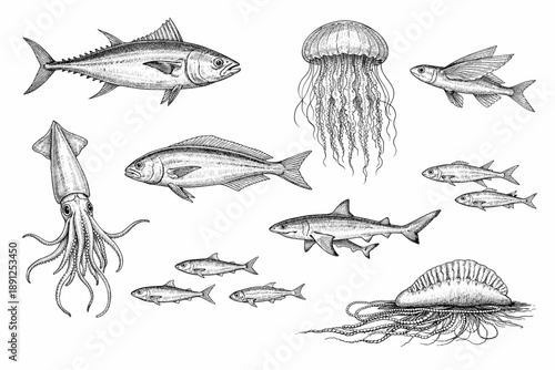 Intricate marine sketches: fish, jellyfish, squid, and shell
