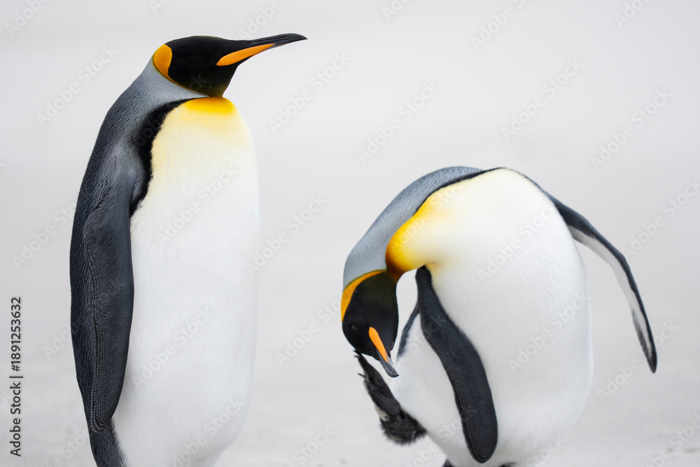 Fototapeta premium King penguin two adults