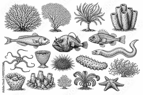 Vintage marine life illustrations: fish, corals, starfish, jellyfish, sea sponge art