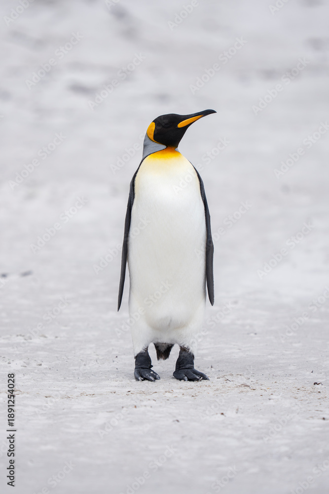 Fototapeta premium King penguin