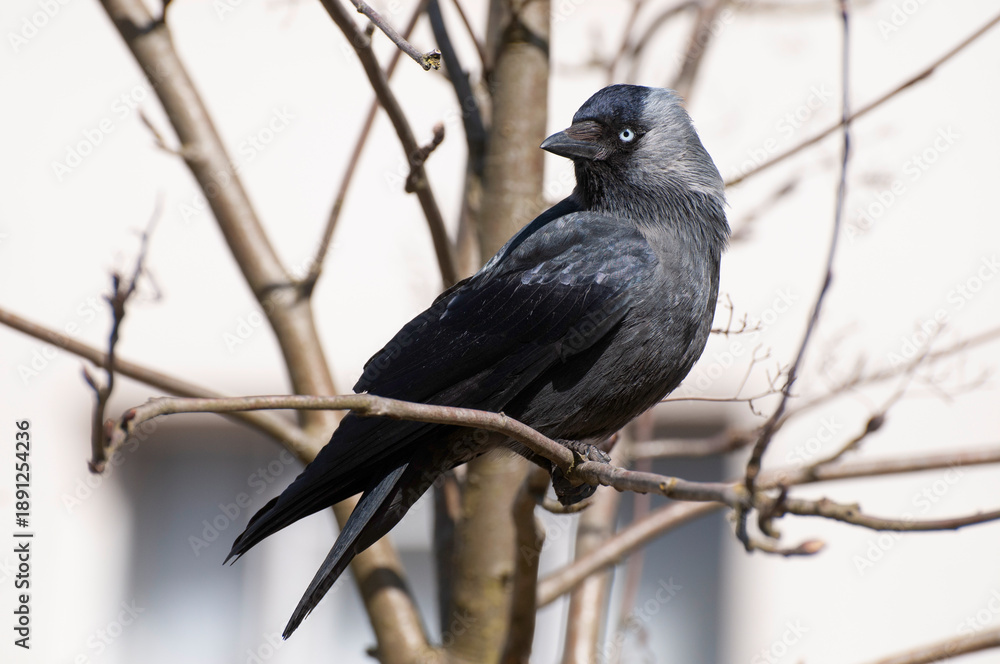 Fototapeta premium kawka na drzewie