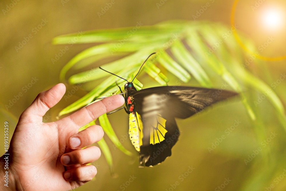 Fototapeta premium Woman hand and butterfly in green meadow at sunrise,
