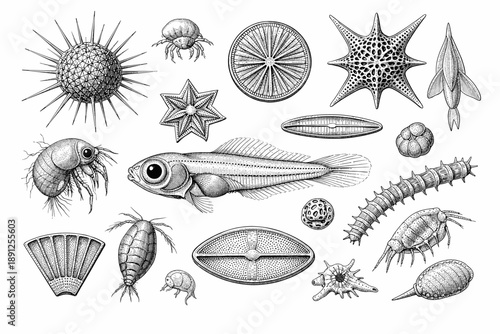 Detailed engravings of diverse microscopic sea creatures in scientific illustration