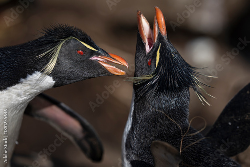 Bilde på lerret Western Rockhopper Penguins courtship and preening