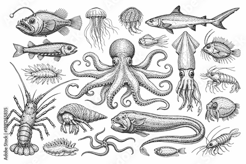Detailed ink illustrations of various sea creatures including octopus and shark