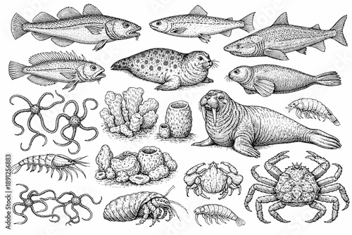 Vintage marine life illustration featuring fish, seals, coral, and crustaceans