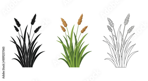 Set of three cattail or reed plant illustrations in black silhouette, color, and outline styles