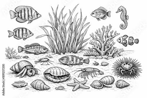 Detailed black and white marine life illustration with fish, shells, and coral reefs