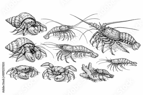Detailed illustration of various crustaceans in black and white