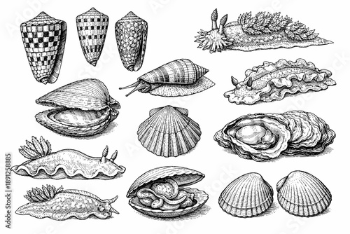 Variety of detailed sea shells and marine creatures in black and white
