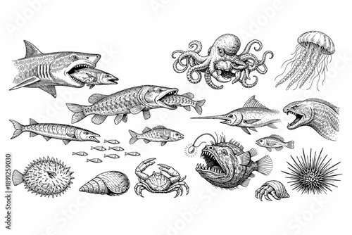 Detailed black and white illustration of diverse marine life with shark, octopus, and anglerfish