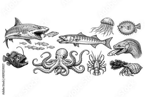 Vintage black and white illustrations of various marine animals