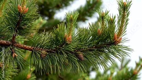 Close-up of a pine tree branch with green needles and small pine cones, showcasing the intricate details of natures growth in a forest environment.
