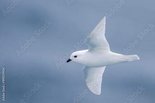 Snow Petrel fly above the sea