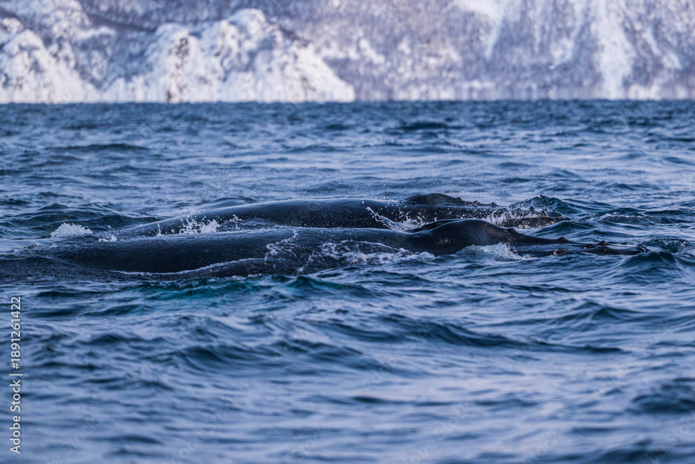 Fototapeta premium Walbeobachtung