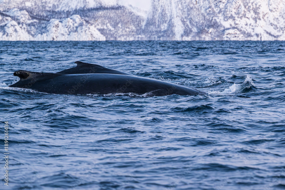 Obraz premium Walbeobachtung