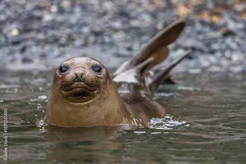 Southern Elephant seals female close up