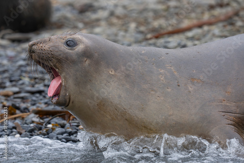 Southern Elephant seals female close up