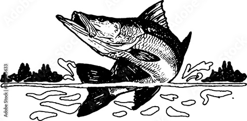 Vintage Style Leaping Salmon Illustration, A black and white woodcut style illustration of a large fish breaching the water surface. Features intricate cross-hatching detail, water splashes.