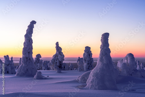 View of snow-laden trees stand like silent sentinels under the pastel sky, a serene winter wonderland, a dance of ice and light, Posio, Lapland, Finland.