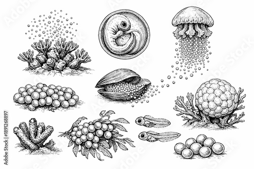 Intricate biological illustrations of marine life forms and embryo development