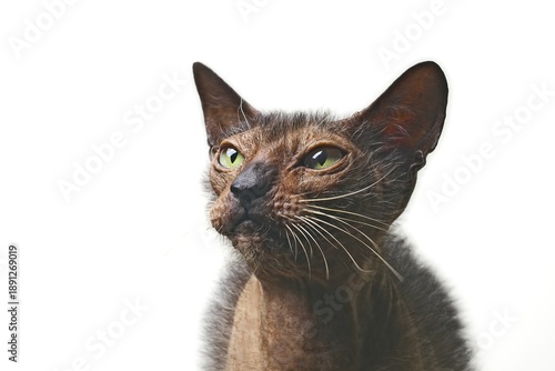 Close-up portrait of a cranky lykoi cat looking away Isolated on white background.	