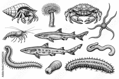 Vintage marine life illustration: crustaceans, fish, and invertebrates