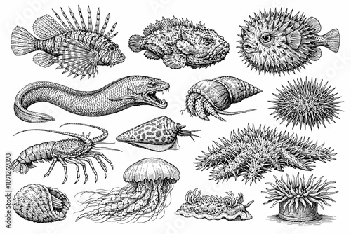 Intricate black and white sea creatures illustration with fish and marine life diversity