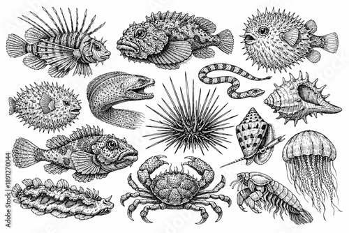 Detailed black and white drawings of various sea creatures with spines and shells
