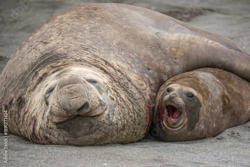 Southern Elephant seals