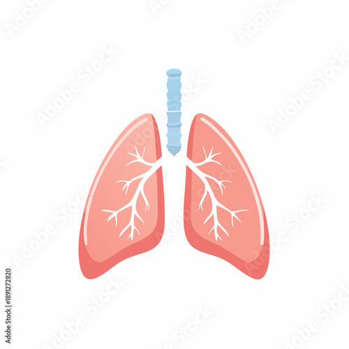 Illustration of Human Lung Anatomy, Medical Illustration of Respiratory System