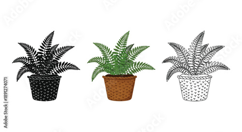 Set of three potted fern illustrations in sketch, color, and outline styles