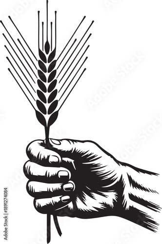 Hand holding up stalk of wheat grain harvest illustration