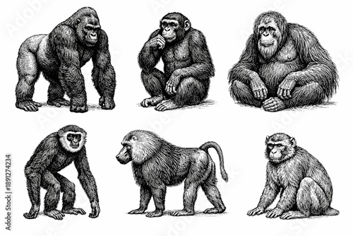 Illustrated primates including gorillas, chimps, and baboons in black and white