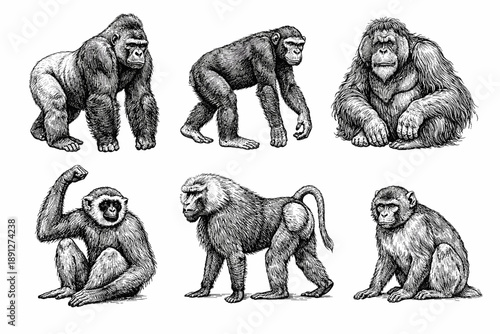 Illustrated collection of various primate species in detailed black and white sketches