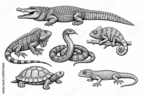 Intricate black and white illustration of diverse reptile species