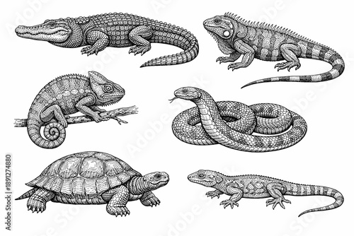 Detailed sketches of reptiles: crocodile, iguana, chameleon, snake, turtle, and lizard