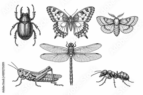 Intricate insect illustrations: beetle, butterfly, moth, grasshopper, dragonfly, ant