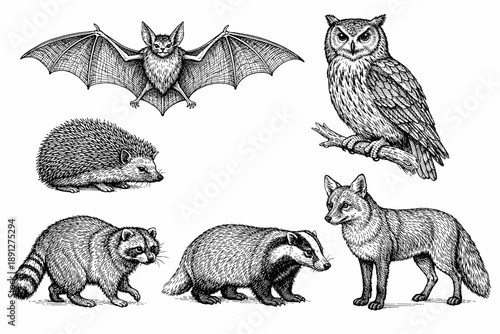 Detailed black and white illustrations of european wildlife: bat, owl, hedgehog, raccoon, badger, and fox