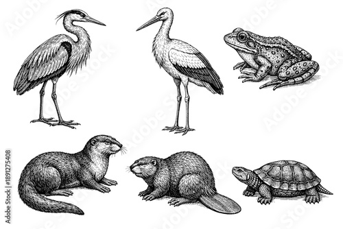 Detailed illustrations of birds, amphibians, and mammals in nature