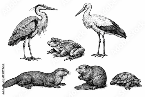Detailed animal illustrations featuring birds, amphibian, reptile, and mammals