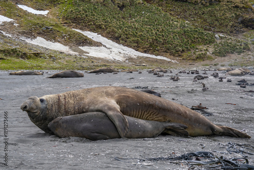 Southern Elephant seals male and female in courtship or mating