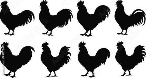 Rooster silhouette collection featuring farm chicken birds in different standing poses, black poultry icons isolated on white background, rural agriculture vector illustration set